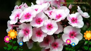 Флокс метельчатый Атлант. Краткий обзор, описание характеристик phlox paniculata Atlant