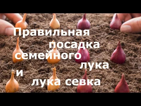 Правильная посадка семейного лука и лука севка! смотреть онлайн