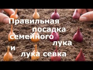 Правильная посадка семейного лука и лука севка!