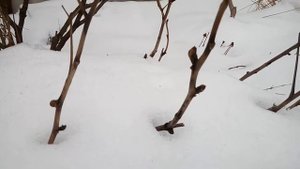 Пион древовидный. Состояние куста под снежным сугробом. Будем предусмотрительны следующей осенью...