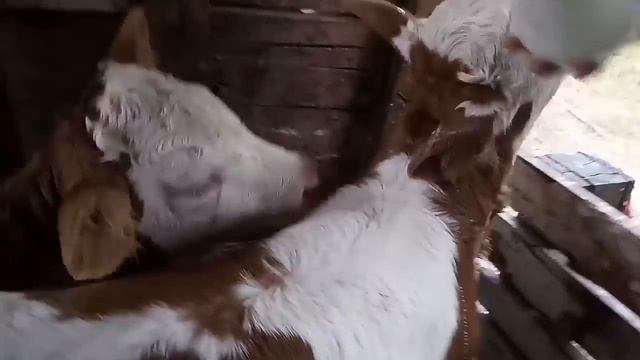 КАК ТЕЛЯТА ПЬЮТ МОЛОКО
