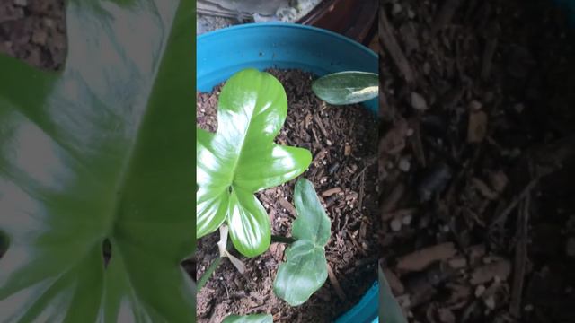 Philodendron pedatum new leaf looks like a star