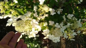 ГОРТЕНЗИИ И КАК НАС ОБМАНЫВАЮТ??ПЕРЕСОРТИЦА САЖЕНЦЕВ В МАГАЗИНЕ.