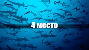 САМЫЕ БОЛЬШИЕ АКУЛЫ / ТОП 10 / 10 самых больших акул в мире. МЕГА АКУЛЫ,