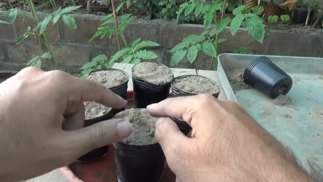 How to Grow Poppy Flower From Seeds | A Beautiful Flower | Winter Season Flowers смотреть онлайн