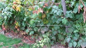 Ежевика сорта Агавам. Осенний уход.
