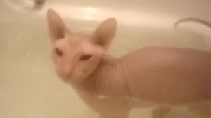 кошка сфинкс как нужна за ней ухаживать