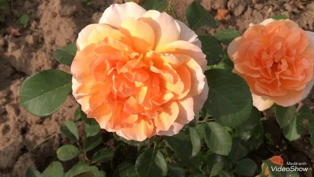 Розы: Роз де Толбиак, Дама Джуди Денч, Шакенборг, Амелия Ренесанс, Фрайзингер Монгенрете. смотреть онлайн