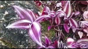 TANAMAN HIAS || TANAMAN TRADESCANTIA ZEBRINA PURPUSII