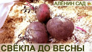 УДАЧНЫЙ способ хранения СВЁКЛЫ! / Как хранить свеклу