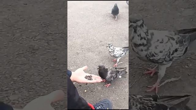 нападение голубей смотреть онлайн