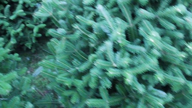 16 040 Пихта Фразера срезанная 1.50 – 1.75 м. смотреть онлайн