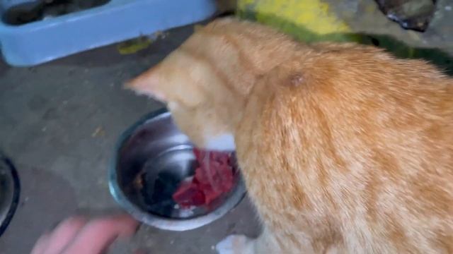 Вечером мясо для кошек, Рыжика жена тоже накормлена, Серая как всегда за старое смотреть онлайн