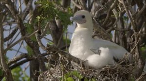 Самый красивый остров Архипилаг Чагос (Chagos)