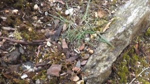 наш дом и сад в Норвегии ░ подготовка к продаже