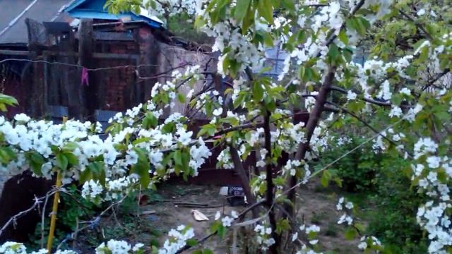 Проблемы с опылением? Простой народный метод. Экспериментируем вместе. смотреть онлайн