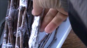 Заготовка и хранение ценных черенков ив