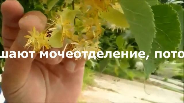 Липа в народной медицине