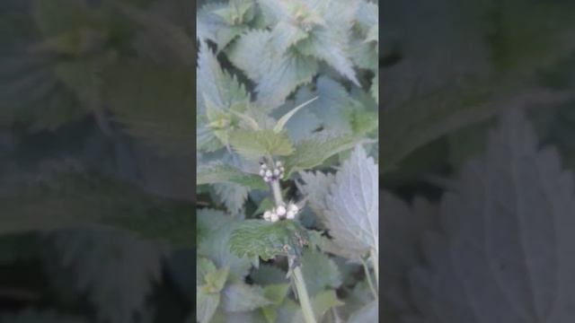 22 мая 2020 г.#сныть #крапива #яснотка Съедобная трава для салата смотреть онлайн