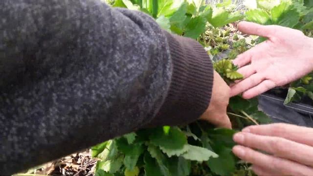 Особенности клубники, сорт Азия. Ягодная Ферма Поле Чудес, Краснодарский край. +89180102726. смотреть онлайн