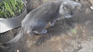 в теплице кот бурдит