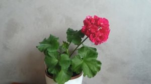 Fée Cerise Polina - стандартная зональная пеларгония.