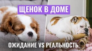 ЩЕНОК В ДОМЕ: Ожидание vs. Реальность! Важные СОВЕТЫ ПО ВОСПИТАНИЮ щенка!