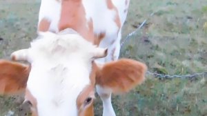 БОЮСЬ КОРОВ- ХОЧУ КОЗУ!! КАКАЯ ПРИБЫЛЬ ОТ КОЗЫ В ГОД? В ЧЕМ ОСОБЕННОСТЬ РАЗВЕДЕНИЯ НУБИЙСКИХ КОЗ?