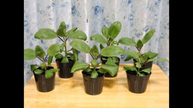 Як виростити каланхое в домашніх умовах і правильно доглядати за ним смотреть онлайн