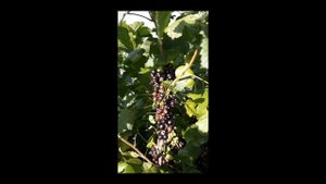 Черная смородина "Очарование"