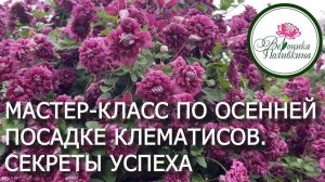 ОСЕННЯЯ ПОСАДКА КЛЕМАТИСА