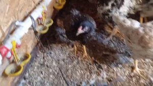 Корниш - цыплятам три месяца ( обзор)