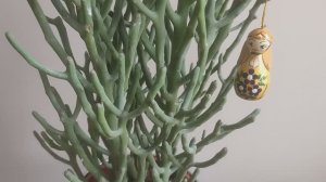 Эуфорбия тирукалли (Euphorbia tirucalli) - "карандашное дерево" в тренде современного стиля