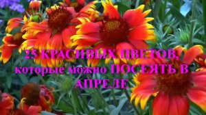 25 КРАСИВЫХ ЦВЕТОВ, которые можно ПОСЕЯТЬ В АПРЕЛЕ