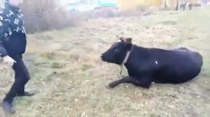 Андрей, Быка за Рога