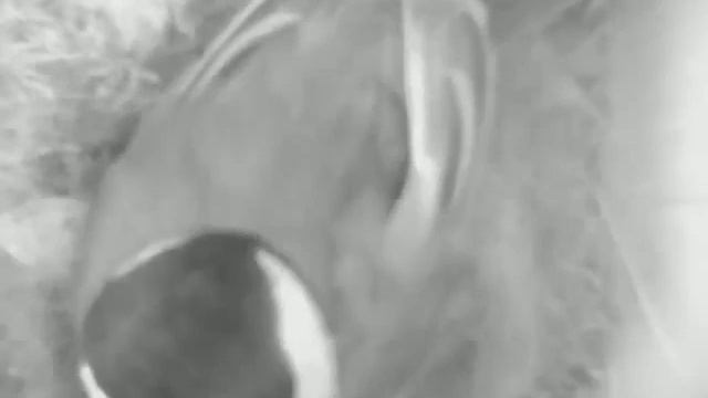 Синица продолжает строить гнездо смотреть онлайн