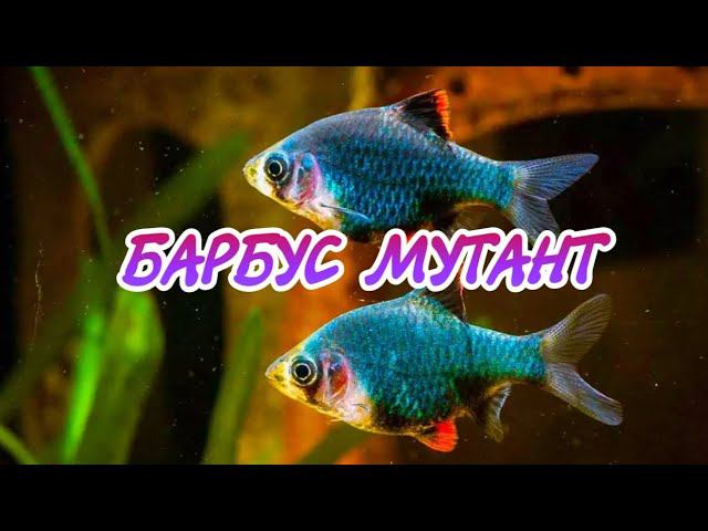 БАРБУС МУТАНТ. СОДЕРЖАНИЕ И РАЗВЕДЕНИЕ В АКВАРИУМЕ. смотреть онлайн