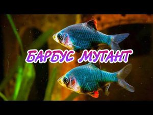 БАРБУС МУТАНТ. СОДЕРЖАНИЕ И РАЗВЕДЕНИЕ В АКВАРИУМЕ.