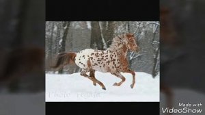 Масти лошадей 1 часть