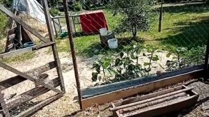 ЧТО ДЕЛАТЬ ЕСЛИ СОБАКИ УБИЛИ КУР И УТОК В КУРЯТНИКЕ