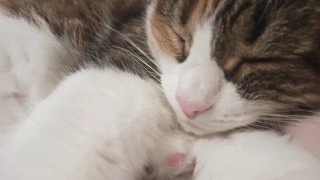 Сладкий сон кошки Сони