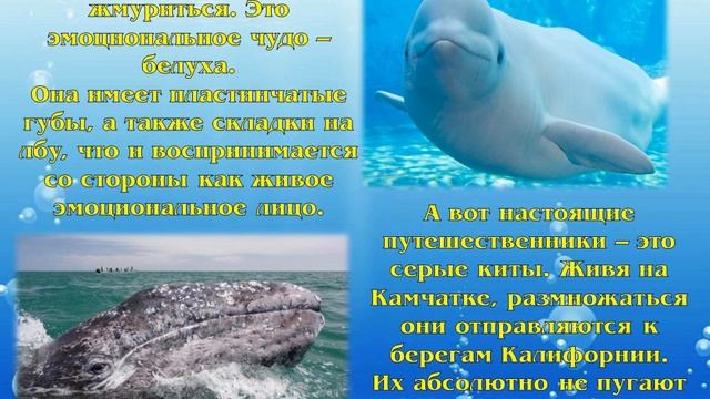 Удивительный мир китов и дельфинов. Библиодайвинг