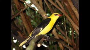 Эта птица — праздник. Песнь пугливой иволги /// 1975