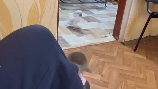 Жорик ТАКОЙ МИЛЫЙ и ЛАСКОВЫЙ, а Люська стала аристократкой! смотреть онлайн