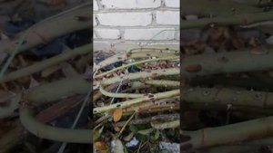 Поднотовка к зиме плетистой розы 'Фламентанц'