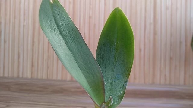 СООРУДИ орхидеи ЭТО! корни В ВОДЕ, листья В СТАКАНЕ! орхидеи БЕЗ КОРНЕЙ реанимировать В ТЕПЛИЧКЕ! смотреть онлайн