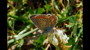 бабочки.Музыка Сергей Чекалин.