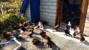 Краснодарские Бойные Голуби.Украина.Кривой Рог. Pigeons