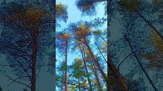 Цени то что имеешь. #умныемысли #притча #философия #истина #совет #цитатыизкниг #влесу #грибы