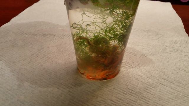 знакомство с жителями морского аквариума - огненные черви смотреть онлайн